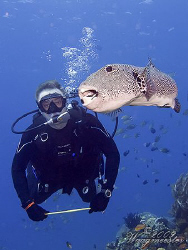 Diver and Big Puffer-fish - Crystal Rock, Gili Lawa (Cano... by Marco Waagmeester 